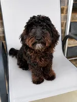 Shilo, a male Yorkipoo for sale in Grand Prairie, TX – 2 of 3