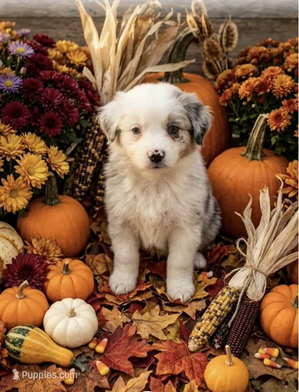 Hiedi – Miniature Australian Shepherd puppy for sale in Springfield, TN