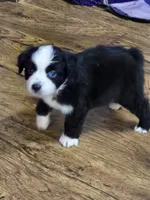 Lil man, a male Miniature Australian Shepherd and Toy Australian Shepherd for sale in Springfield, TN – 1 of 2