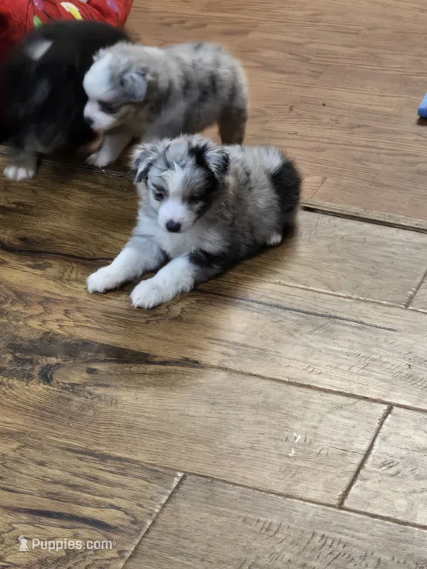 Haas – Miniature Australian Shepherd, Toy Australian Shepherd puppy for sale in Springfield, TN