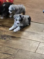 Haas, a male Miniature Australian Shepherd and Toy Australian Shepherd for sale in Springfield, TN – 1 of 2