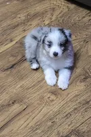 Haas, a male Miniature Australian Shepherd and Toy Australian Shepherd for sale in Springfield, TN – 2 of 2