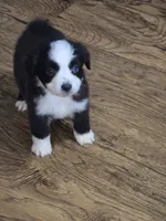 Lil man, a male Miniature Australian Shepherd and Toy Australian Shepherd for sale in Springfield, TN – 2 of 2