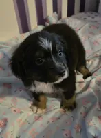 Brutus, a male Miniature Australian Shepherd and Toy Australian Shepherd for sale in Springfield, TN – 3 of 3