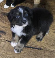 Brutus, a male Miniature Australian Shepherd and Toy Australian Shepherd for sale in Springfield, TN – 2 of 3