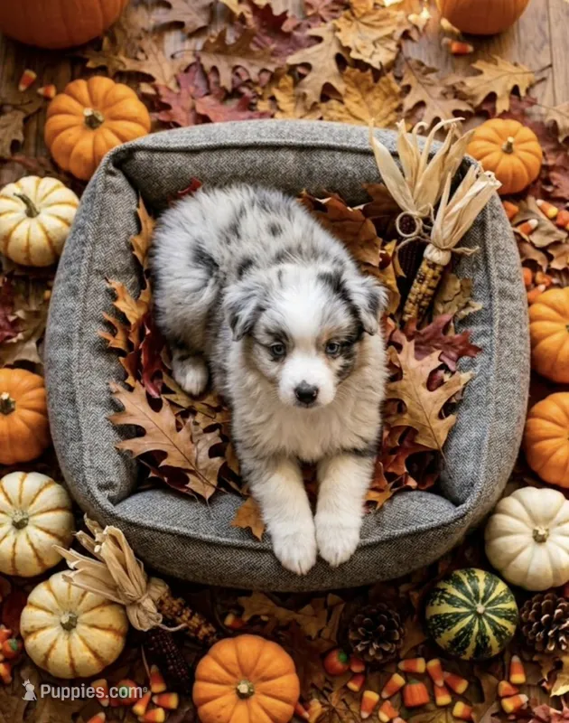 Tuff – Miniature Australian Shepherd puppy for sale in Springfield, TN