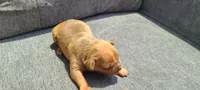 Jacob, a male American Bully for sale in Newfoundland, PA – 3 of 9