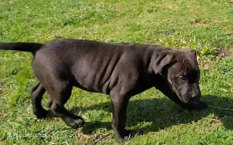 Jordan Burroughs – American Bully puppy for sale in Newfoundland, PA