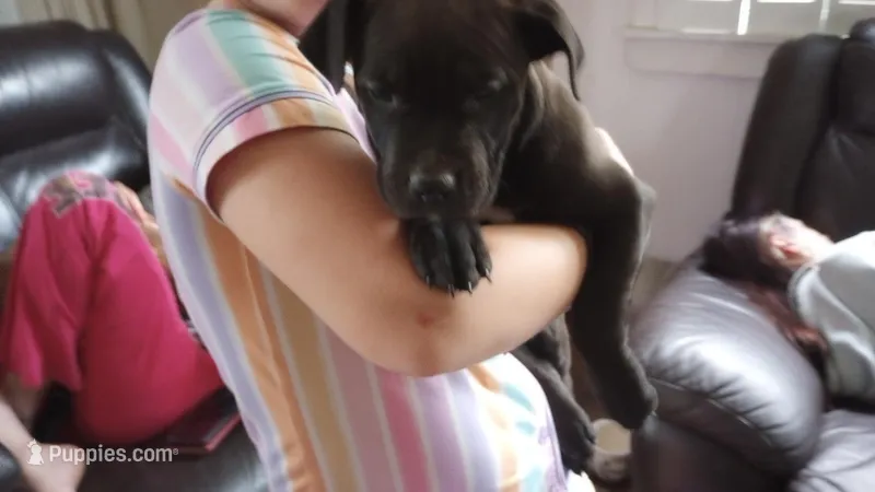 Jordan Burroughs – American Bully puppy for sale in Newfoundland, PA