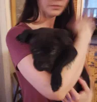 Jordan Burroughs, a male American Pit Bull Terrier for sale in Newfoundland, PA – Photo 4 of 9