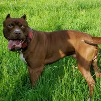 Ariel Manning, a female American Bully for sale in Newfoundland, PA – 8 of 8