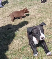 Amit Elor, a female American Pit Bull Terrier for sale in Newfoundland, PA – Photo 3 of 9