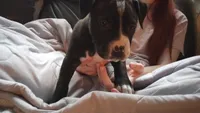 Amit Elor, a female American Pit Bull Terrier for sale in Newfoundland, PA – Photo 6 of 9