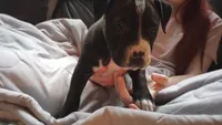 Amit Elor, a female American Pit Bull Terrier for sale in Newfoundland, PA – Photo 4 of 9