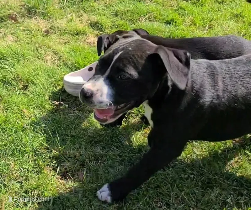 Amit Elor – American Bully puppy for sale in Newfoundland, PA