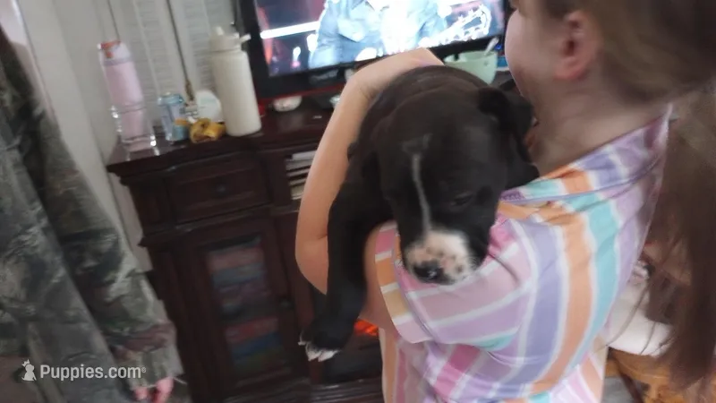 Amit Elor – American Bully puppy for sale in Newfoundland, PA