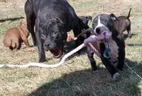 Amit Elor, a female American Pit Bull Terrier for sale in Newfoundland, PA – Photo 2 of 9
