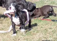 Amit Elor, a female American Pit Bull Terrier for sale in Newfoundland, PA – Photo 1 of 9