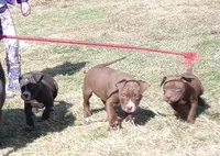 Jaclyn Bouzakis, a female American Pit Bull Terrier for sale in Newfoundland, PA – Photo 4 of 8