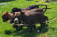 Jaclyn Bouzakis, a female American Bully for sale in Newfoundland, PA – 9 of 10