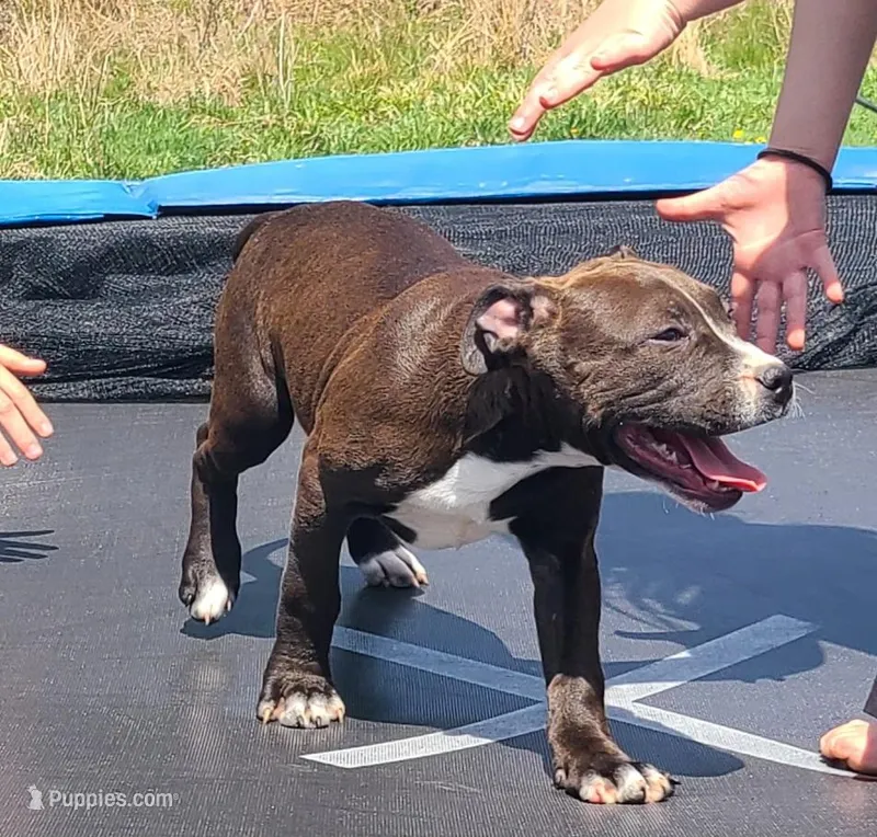 Jaclyn Bouzakis – American Bully puppy for sale in Newfoundland, PA