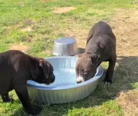 Jaclyn Bouzakis, a female American Bully for sale in Newfoundland, PA – 6 of 10