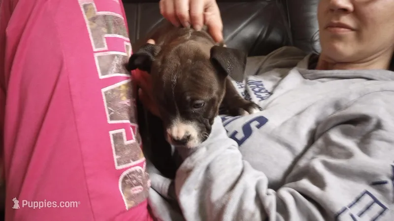 Jaclyn Bouzakis – American Bully puppy for sale in Newfoundland, PA