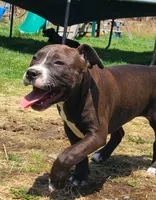 Jaclyn Bouzakis, a female American Bully for sale in Newfoundland, PA – 2 of 10