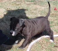 Jaclyn Bouzakis, a female American Pit Bull Terrier for sale in Newfoundland, PA – Photo 2 of 8