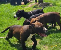 Jaclyn Bouzakis, a female American Bully for sale in Newfoundland, PA – 3 of 10