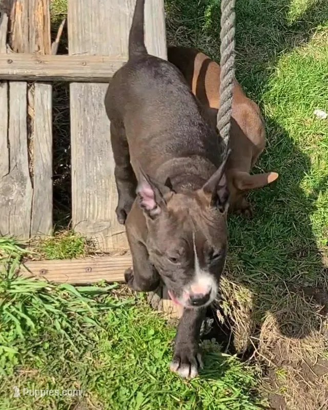 Jaclyn Bouzakis – American Bully puppy for sale in Newfoundland, PA