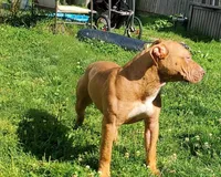 Bella, a female American Bully for sale in Newfoundland, PA – 6 of 9