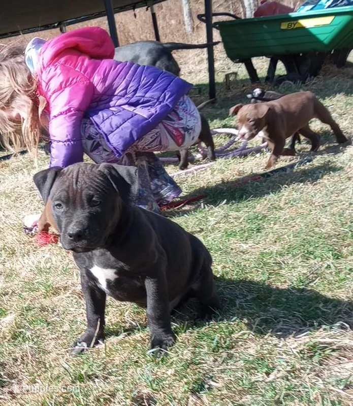 Carter Starocci – American Pit Bull Terrier puppy for sale in Newfoundland, PA