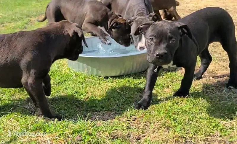 Carter Starocci – American Bully puppy for sale in Newfoundland, PA