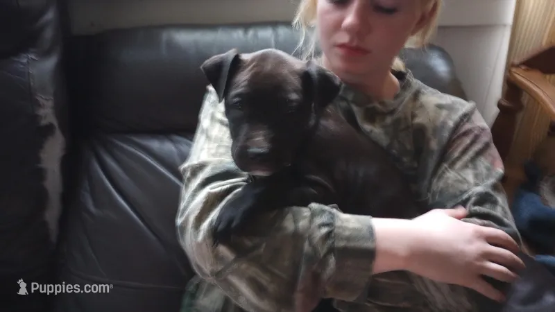 Carter Starocci – American Bully puppy for sale in Newfoundland, PA