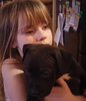 Carter Starocci, a male American Pit Bull Terrier for sale in Newfoundland, PA – Photo 4 of 7