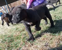 Carter Starocci, a male American Pit Bull Terrier for sale in Newfoundland, PA – Photo 2 of 7