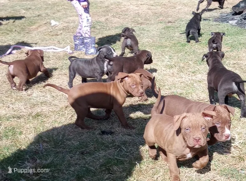 Sarah Hildebrandt – American Pit Bull Terrier puppy for sale in Newfoundland, PA