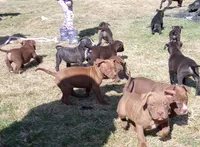 Sarah Hildebrandt, a female American Pit Bull Terrier for sale in Newfoundland, PA – Photo 1 of 8
