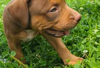 Alice, a female American Bully for sale in Newfoundland, PA – 6 of 10