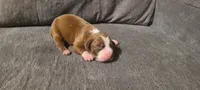 Edward, a male American Bully for sale in Newfoundland, PA – 4 of 9