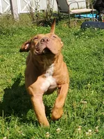 Edward, a male American Bully for sale in Newfoundland, PA – 7 of 9