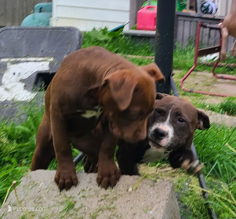 Ariel Manning – American Bully puppy for sale in Newfoundland, PA