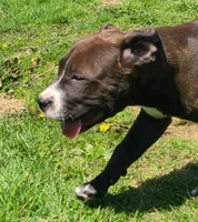 Jaclyn Bouzakis, a female American Bully for sale in Newfoundland, PA – 6 of 10