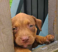 Alice, a female American Bully for sale in Newfoundland, PA – 5 of 10