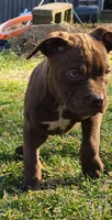 Ariel Manning, a female American Bully for sale in Newfoundland, PA – 5 of 8