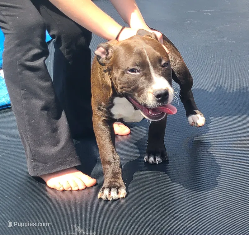 Jaclyn Bouzakis – American Bully puppy for sale in Newfoundland, PA