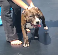 Jaclyn Bouzakis, a female American Bully for sale in Newfoundland, PA – 8 of 10