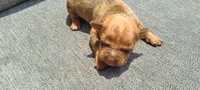 Alice, a female American Bully for sale in Newfoundland, PA – 4 of 8