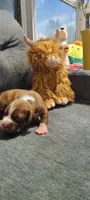 Edward, a male American Bully for sale in Newfoundland, PA – 2 of 10